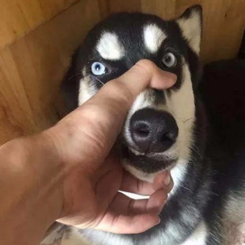 DreamWsbg's profile picture. 