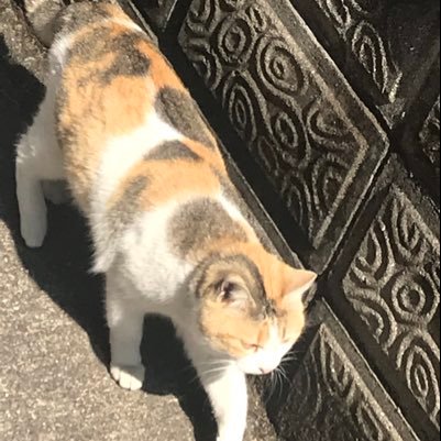 5Refrch14pTCQNS's profile picture. SIerでデータエンジニア/データサイエンス的なことをやっています