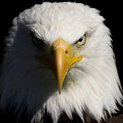 You wonder why I’m angry at 
what is going on in this country?
I wonder why YOU’RE NOT ANGRY!
--  Angry Eagle, August 2013