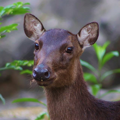 For the protection and conservation of Partido's biodiversity through research and monitoring of flora and fauna's population and restoration of natural habitat