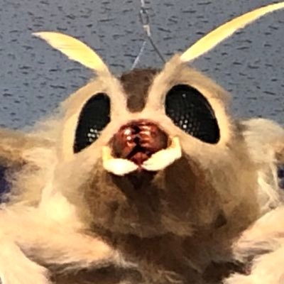 モスラ1999 1999 Mothra Twitter