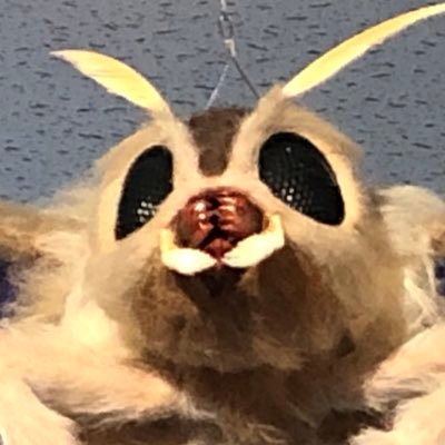 モスラ1999 1999 Mothra Twitter モスラ1999 1999 Mothra Twitter