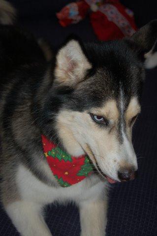 redjellybeans4m's profile picture. 