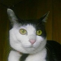いけいけ♂CEO (@satoshi_ikeike) 's Twitter Profile