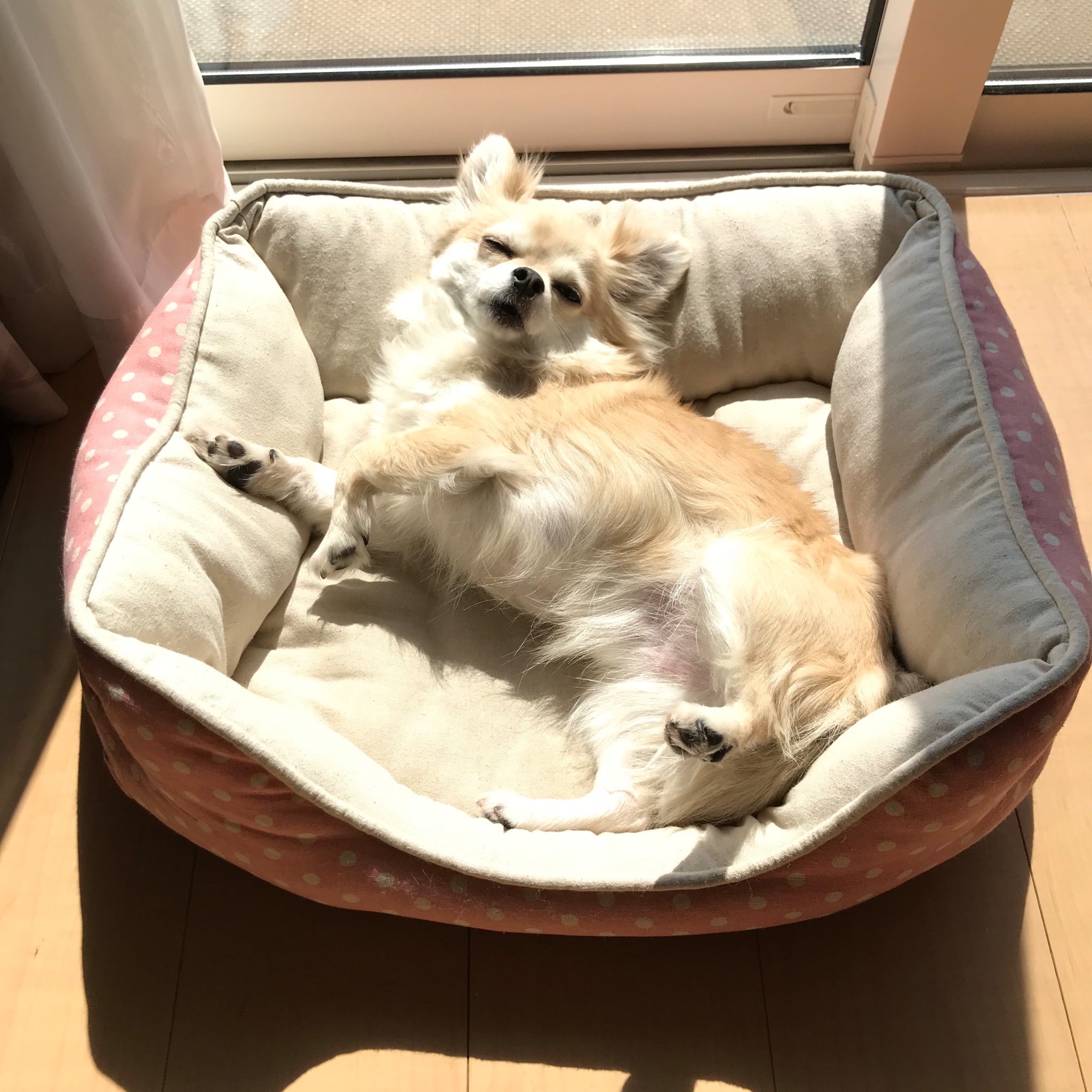 tomo_spiko's profile picture. 