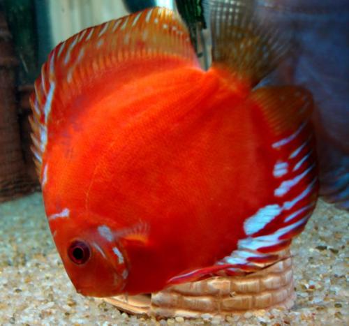 aquariolandia's profile picture. Sou iniciante no aquarismo e decidi criar o blog Aquariolândia para a troca de informações com todos os interessados neste fantástico mundo!