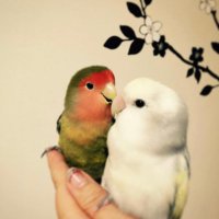 mayumi*🕊 (@may_00_umi) Twitter profile photo