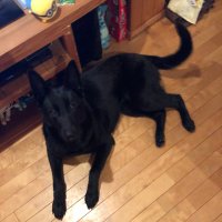 しょーま (@shoma39muro) Twitter profile photo