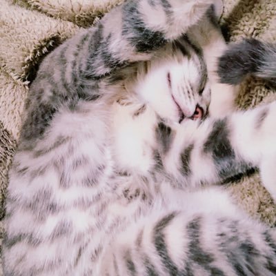 tora_chan_m's profile picture. 猫好き 保護猫シェルター作るのが夢