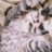猫とらちゃんのアイコン