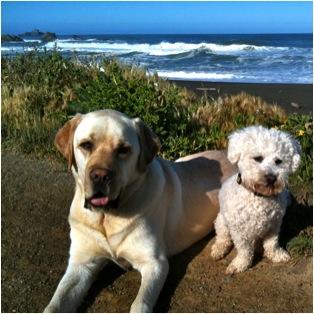 SamsonDawg's profile picture. I like to eat.  I will eat everything in sight, even if you stupid humans don't think it's edible!