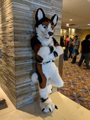 Husky after bark. Verse doggo showing off the goods c;

Taken by the amazing @Ruffshep_AD

NSFW! 

18 and older only :3