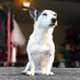 Set Puppy (@setpuppy) Twitter profile photo Set Puppy (@setpuppy) Twitter profile photo