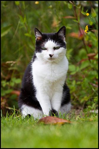 Just a cat in Tunbridge Wells doing cat things