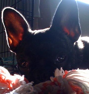 PuppySimone's profile picture. 🌈 I was a French bulldog, therefore I was. 11/24/2009-6/4/2023.