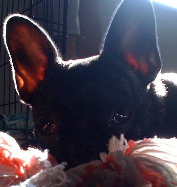 🌈 I was a French bulldog, therefore I was. 11/24/2009-6/4/2023.