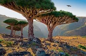 ‏‏‏Tourism Socotra Island Yemen - السياحه في جزيرةسقطرى اليمنية 
خدمتكم 24/7 للطلب 00966537302403 
فندق باحميد جزيرة سقطرى - رحلات جويه وبحرية ومواصلات داخلية
