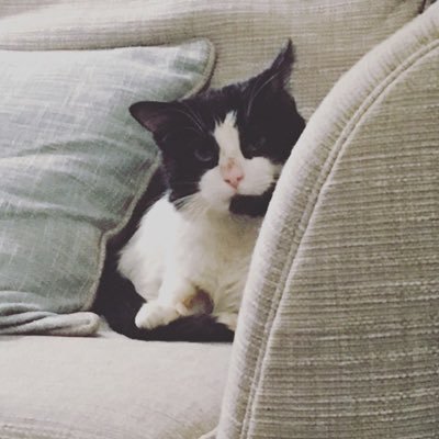 MissP74383516's profile picture. KS2 teacher, phase leader and huge Harry Potter fan. I enjoy finding new strategies and activities to engage children in learning and engage them in reading.