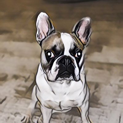 The life of Winston The French Bulldog live on Twitter
