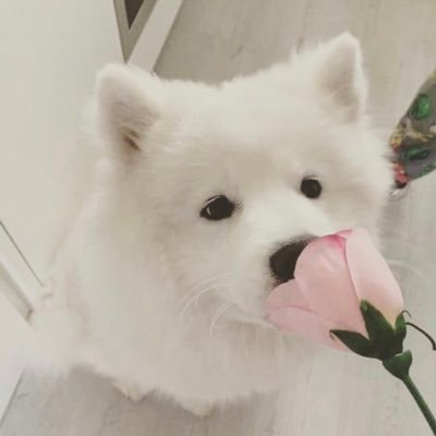 Alex_Pupper Profile Picture