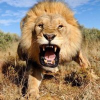 loubak dongolo (@dongololoubak) 's Twitter Profile Photo loubak dongolo (@dongololoubak) 's Twitter Profile Photo