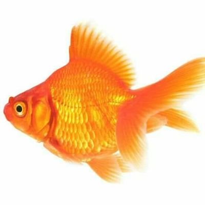 panya2086's profile picture. 