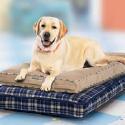 dogbedsbest's profile picture. To get more information about dog. http://t.co/XFO1S9ZSZ0