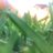AgnesCozza's profile image