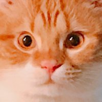 猫カフェ ねこ田さん家 大阪(@nekota_delideli) 's Twitter Profile Photo