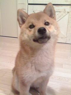 劇団一の会広報＆ワンズカフェ店長🐕いちさんのプロフィール画像