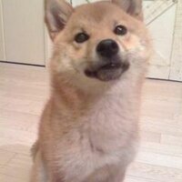 劇団一の会広報＆ワンズカフェ店長🐕いち(@ichinokai) 's Twitter Profile Photo