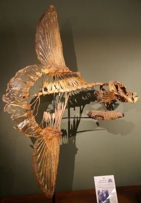 sunfishbask's profile picture. 用来看看 这里是我的虚无 于中自说自话 （含有丧、性癖、女权内容) 支持radfem和lesfem