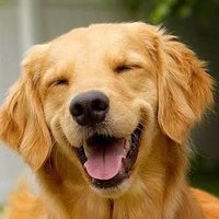 Golden Bakıcısı (@goldenbakicisi) Twitter profile photo