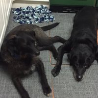 Angela Lumsdon (@angelalumsdon) 's Twitter Profile Photo