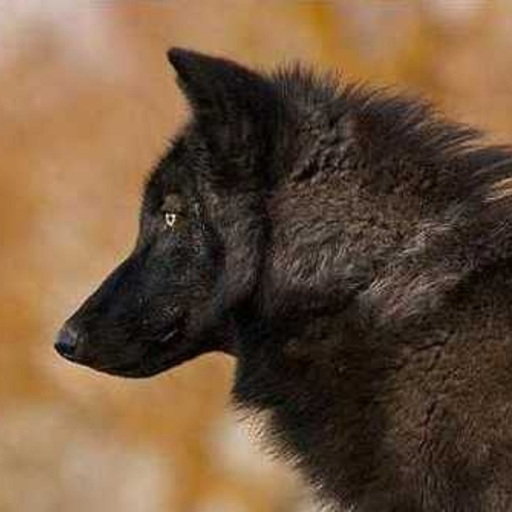 🐺🌲🌳🌲💚💚🖤🖤❤️❤️ Wer die Seele eines anderen Menschen berührt, betritt geheiligten Boden ( Novalis / deutscher Dichter)