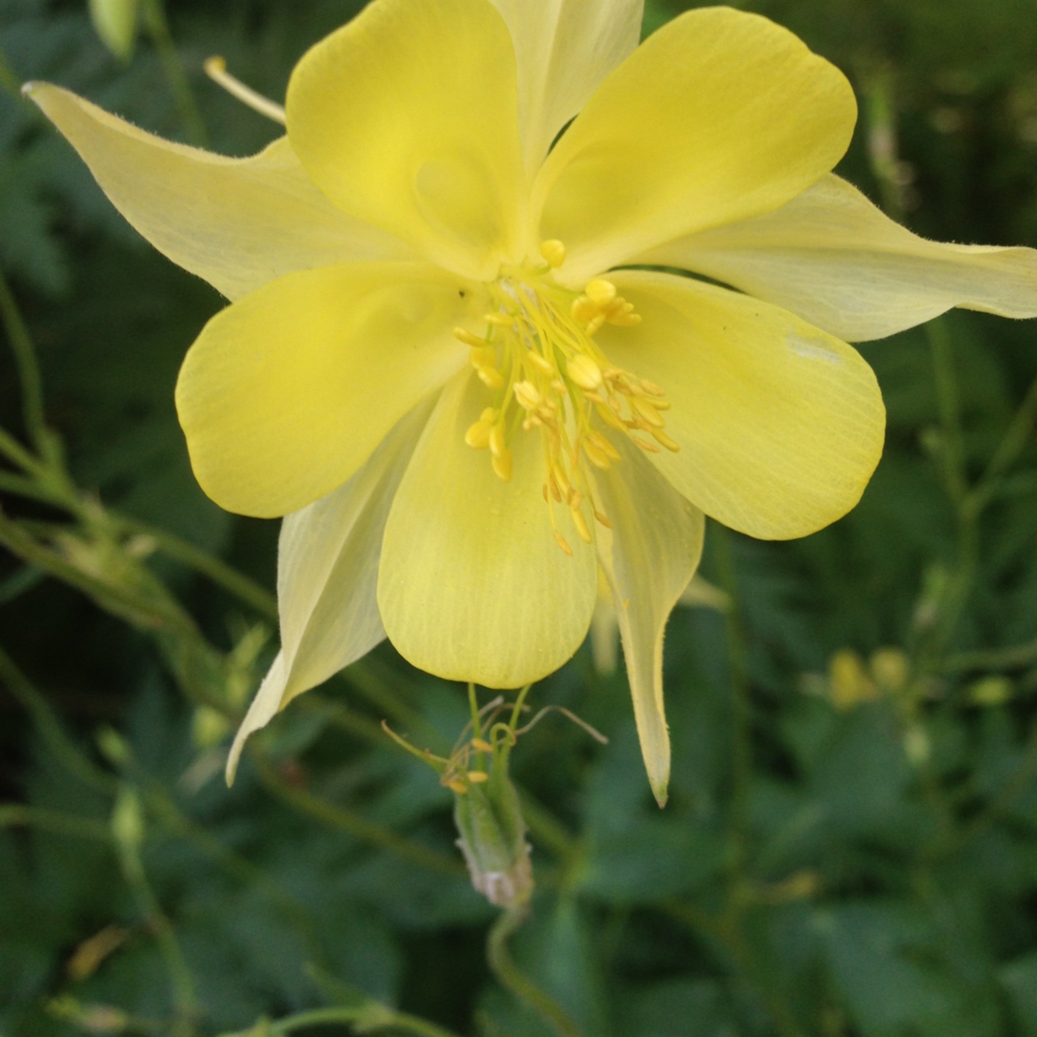 dailygreenlivin's profile picture. 