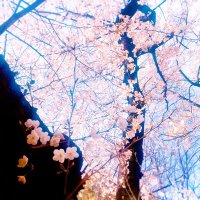 じか (@ji_dddd) 's Twitter Profile