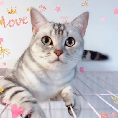 ヒメちゃんのいる生活 おやすみにゃさい 猫 猫好き 猫好きな人と繋がりたい アメリカンショートヘアー アメショ かわいい 可愛い かわいいと思ったらrt 可愛いと思ったらrt