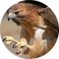 Struggle Of Kurds 🦅 (@1strugleofkurds) 's Twitter Profile