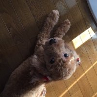 このみ (@konomi_0718) 's Twitter Profile