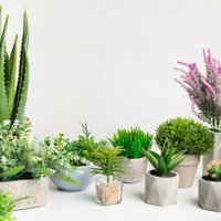 mycontainergardener (@apachowko) 's Twitter Profile