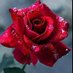 Ali (@zulfiqa01329388) Twitter profile photo Ali (@zulfiqa01329388) Twitter profile photo