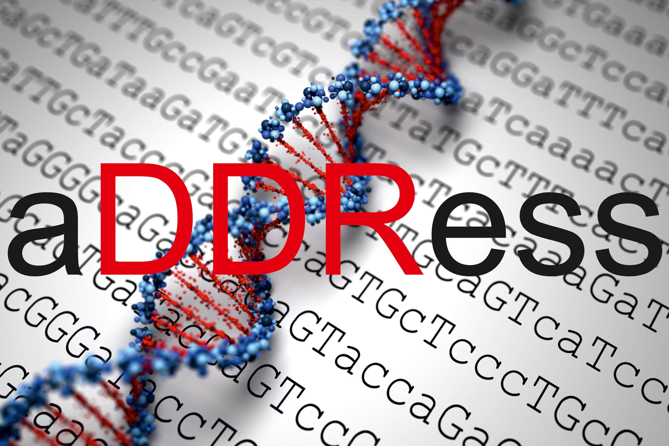 aDDRess_ITN's profile picture. Joint Training and Research Programme on Chromatin Dynamics & the DNA Damage Response