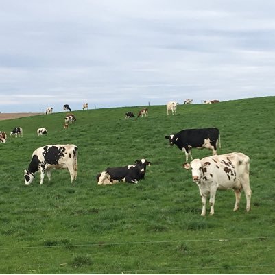 A bunch awesome cow vets dedicated to helping Ontario’s Dairy and Beef producers