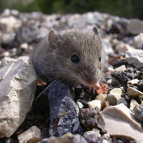 @ the Small Mammals Lab in Lisbon we focus on the behavioural ecology, physiology and genetics of small mammals @FC_UL  @CESAM_Univ  #smallmammals 🐭 🐹🐀🐿🦔🐾