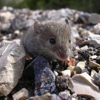 SMaLL (@small_mammals) 's Twitter Profile Photo SMaLL (@small_mammals) 's Twitter Profile Photo
