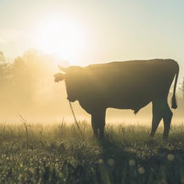 Passionate about farming.
Everything farming.
Agriculture | Livestock | FoodSecurity | UrbanFarming | Africa | LandReform | ZeroHunger | Environment