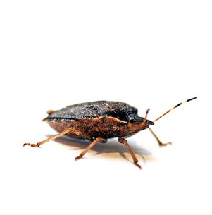 Dedicated to the eradication of bedbugs on the first try and to essential habits to ensure they never come back!