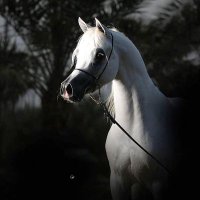 عبدالرحمن بن أحمد🇸🇦 (@c54p_) 's Twitter Profile