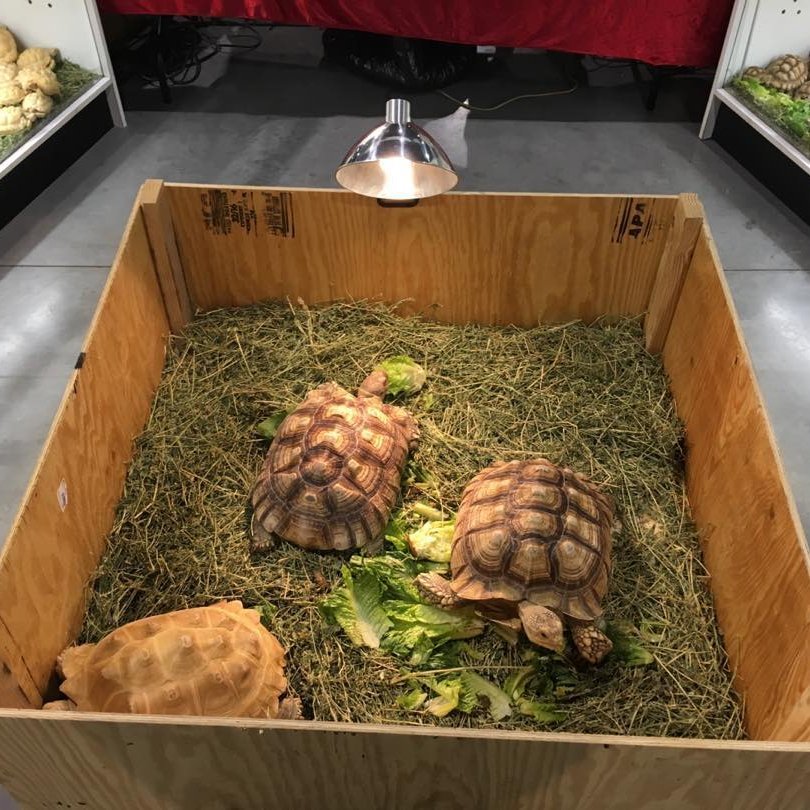 I SUPPLY ONE OF THE GREATEST SELECTIONS OF TORTOISES INCLUDING , ALBINO, IVORY USA MASTER CITIES APPROVED BREEDER ,WORLD-WIDE DELIVERY